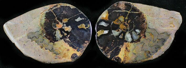 Iron Replaced Ammonite Fossil Pair #27466